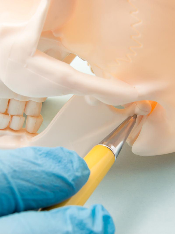 tmj-jawbone-model.jpg (75 KB)